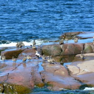 Enten an der finnischen Küste